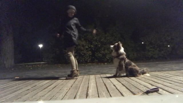 День с Бордер колли смотреть онлайн