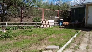 Курица охраняет цыплят