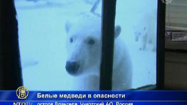 Тот самый медведь песня. Белые медведи в опасности. Белый медведь опасен для человека. Медведь опасность для человека.