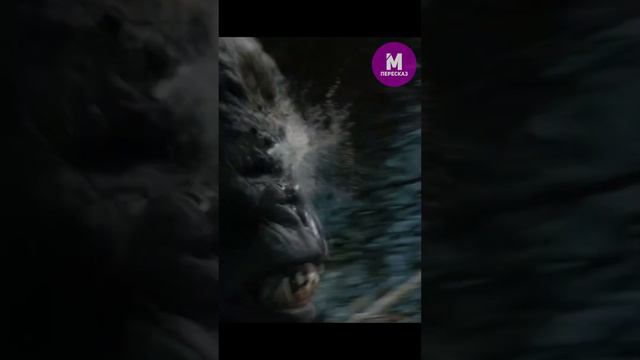 Невероятных размеров горилла🦍