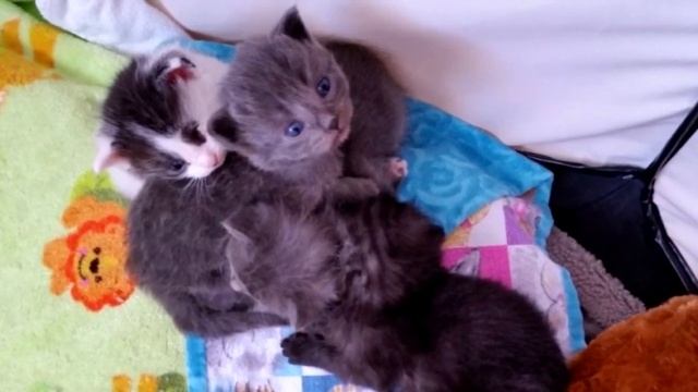 Мужчина спас восемь котят, брошенных на морозе в коробке смотреть онлайн