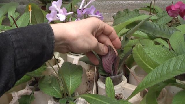 Стрептокарпусы Диметрис 11,06,2016 смотреть онлайн