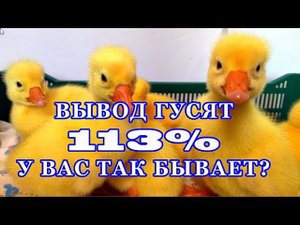 Вывод прошел на ура! Счасливый обладатель гусят и мускусных утят