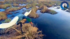 ОХОЧУСЬ ОДИН, ВОКРУГ НИ ДУШИ * ТРИ ДНЯ НА БОЛОТАХ * ВЕСЕННЯЯ ОХОТА НА СЕЛЕЗНЕЙ