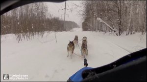 Голубоглазая упряжка Сибирских Хаски