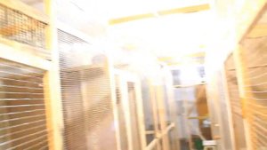Волнистые попугаи в вольерах.