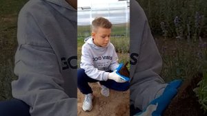 Осенняя посадка лаванды ??