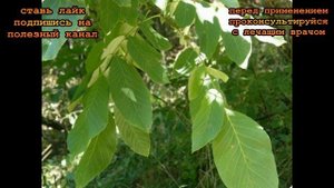 ★Лечебные свойства листьев грецкого ореха. Возьми чайную ложку листьев ореха, завари крутым кипятко