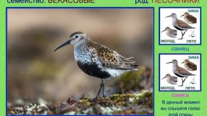 Чернозобик. Голоса птиц