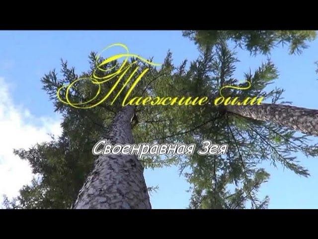 Паводок на таежной реке.