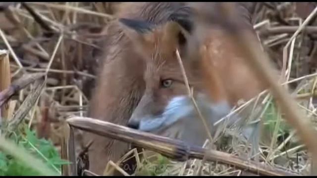 Смешные приколы про животных Домашняя лиса смотреть онлайн