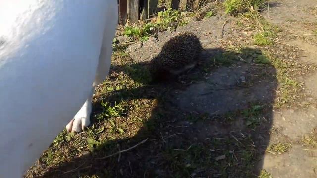 Французский бульдог и ежик !! смотреть онлайн