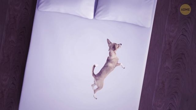 Поза сна вашего питомца раскрывает его отношение к вам смотреть онлайн