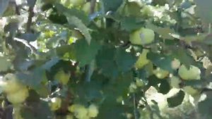 Яблоко ( Белый налив)