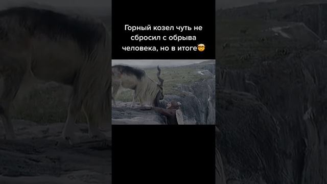 Козёл 🐐 помог мужчине 😌 #рекомендации #тренды #фильмы