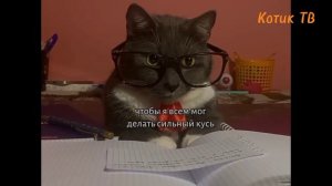 Анонс Котинет на Котик ТВ (27/01/2024)