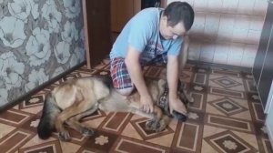 Как заставить собаку чихнуть носом