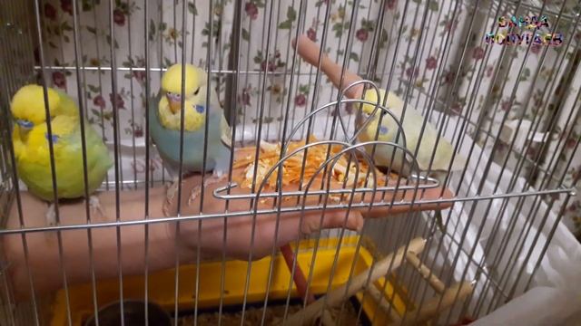 ? Можно ли приручить взрослого дикого волнистого попугая