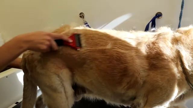 SoloRake смотреть онлайн