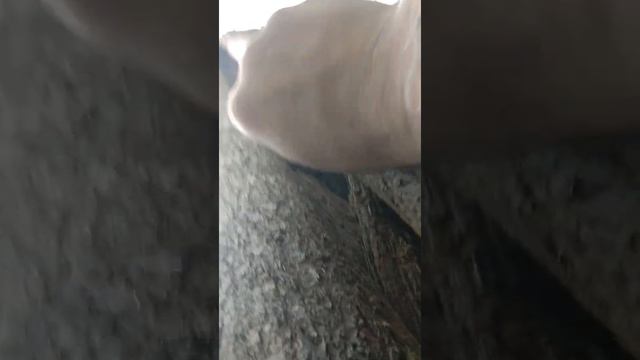 Охота на куницу с лайкой. смотреть онлайн