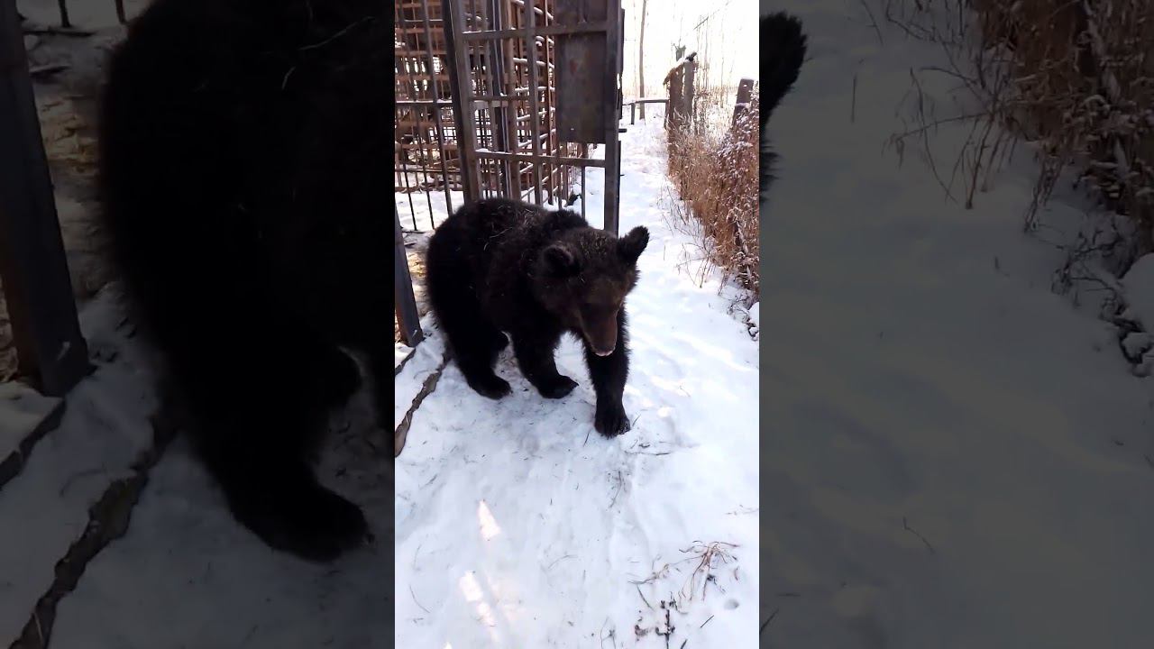 Медвежонок обиделся.