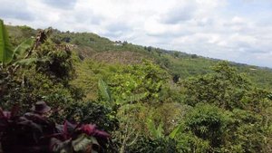 Где растёт колумбийский кофе?