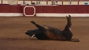 Смешное видео про быка