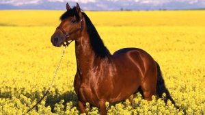 Красивые лошади мира / Beautiful horse world