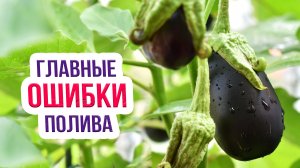 Правила полива баклажан при высадке, цветении и плодоношении. Как следует поливать баклажаны