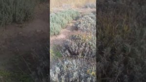 Лаванда Лавандин Тимьян