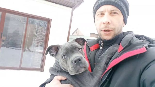 Вторая прививка Юны! Кане Корсо. смотреть онлайн