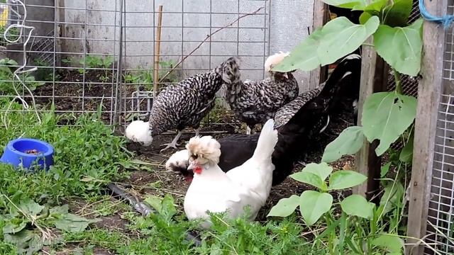#Радуга Курочка с цыплятами Алтайская Бентамка Altai #bantam Золотой Петушок, Курочка Ряба #chicken