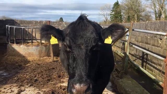 Cходила на чай .Разговоры с ирландкой. #Days_in_Ireland #Дни_в_Ирландии смотреть онлайн