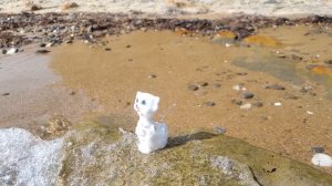 Котик и море