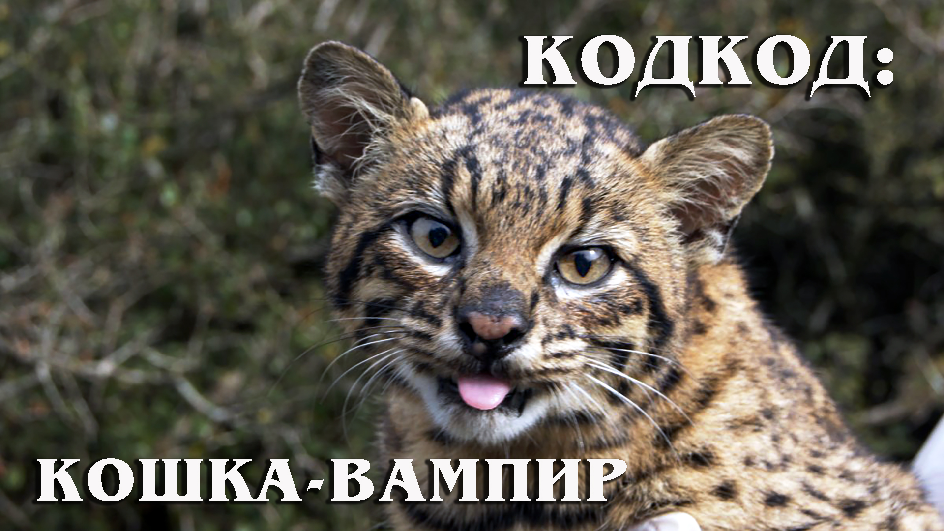 Чилийская кошка (Кодкод): Маленький южноамериканский "вампир" | Интересные факты про диких кошек