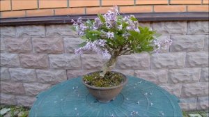 Бонсай сирень Мейера Bonsai Syringa meyeri 2022 год весна