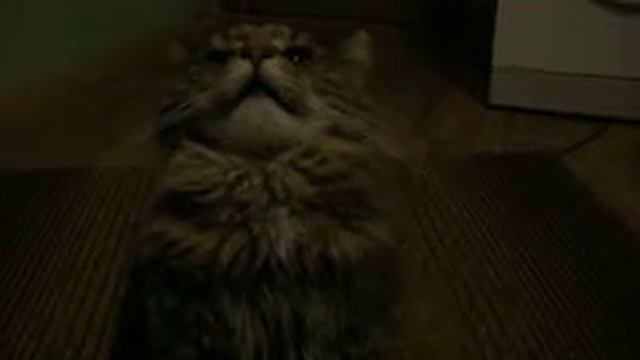 Мейн-кун