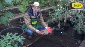 Обработка теплицы после сбора урожая