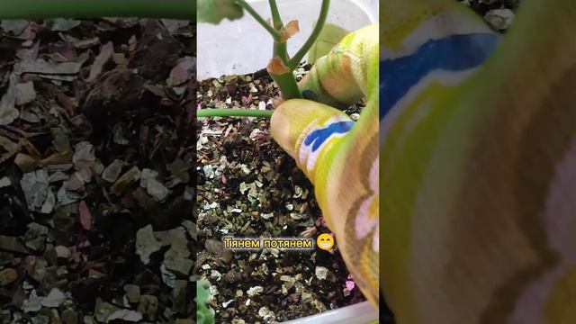 Укореняем черенки ☝️ смотреть онлайн