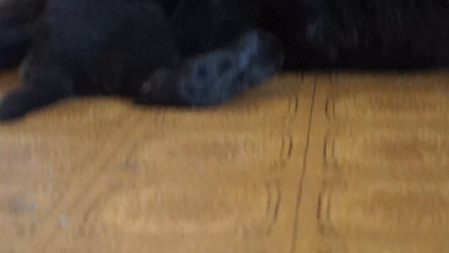 Щенки грюнендаль смотреть онлайн