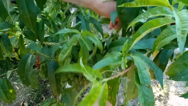 Летняя обрезка персика. Зачем обрезать и как обрезать пресик летом. 🍑summer peach pruning