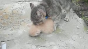 Кот приносит домой котят.