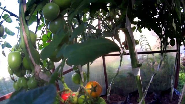 СОЗРЕЛИ РАННИЕ ТОМАТЫ. СОРТА ТОМАТОВ И УХОД. смотреть онлайн