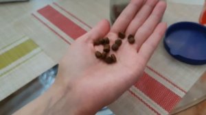 Кормление Шпица и Чихуахуа .Переводим собачек на другой корм