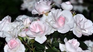 Белые цветы - белый цвет?Красивые белые цветы в саду