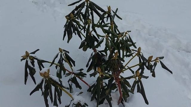 Вечнозелёные лиственные растения