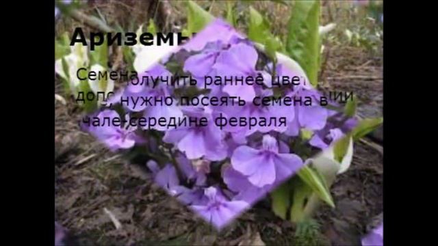 Что сеять в феврале на рассаду из цветов и овощей. смотреть онлайн