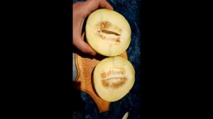 Дыня Злато Скифов   поспела