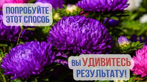 Особенности посадки астр под зиму. Фузариозное увядание астр - меры борьбы