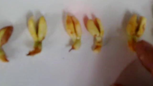 арахис в огороде ч.1 (проращивание) смотреть онлайн